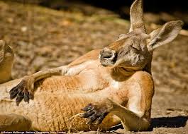 Kangoeroe die er ontspannen bij ligt